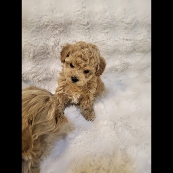 Maltipoo - Bitches