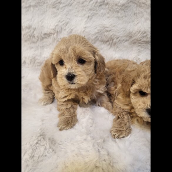 Maltipoo - Bitches