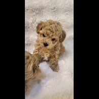 Maltipoo - Bitches