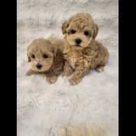 Maltipoo - Bitches