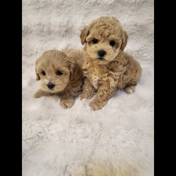 Maltipoo - Bitches