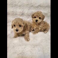 Maltipoo - Bitches