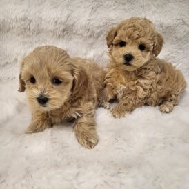 Maltipoo - Bitches