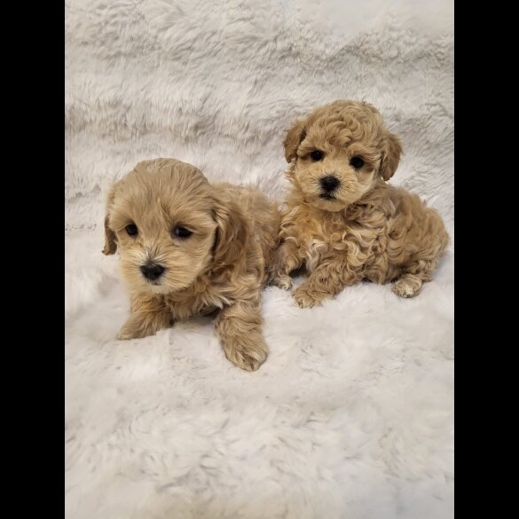 Maltipoo - Bitches