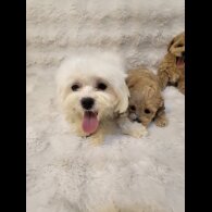 Maltipoo - Bitches