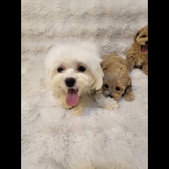 Maltipoo - Bitches