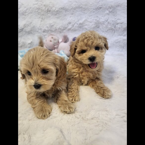 Maltipoo - Bitches