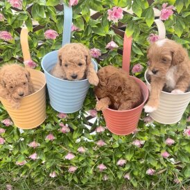 Maltipoo - Both