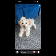 Maltipoo - Both