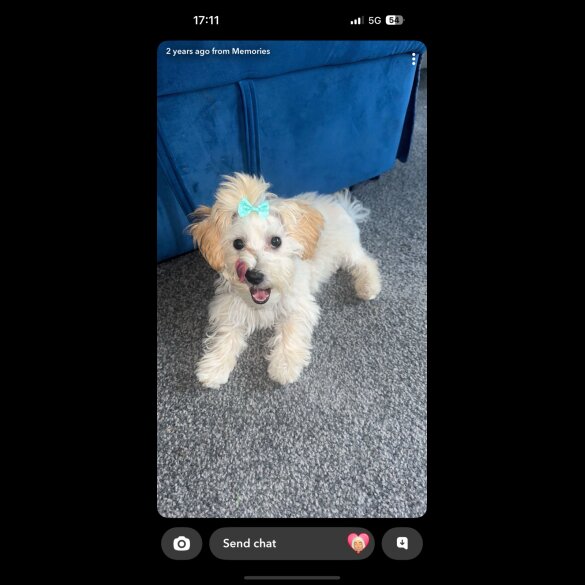 Maltipoo - Both