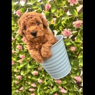 Maltipoo - Both