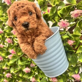 Maltipoo - Both