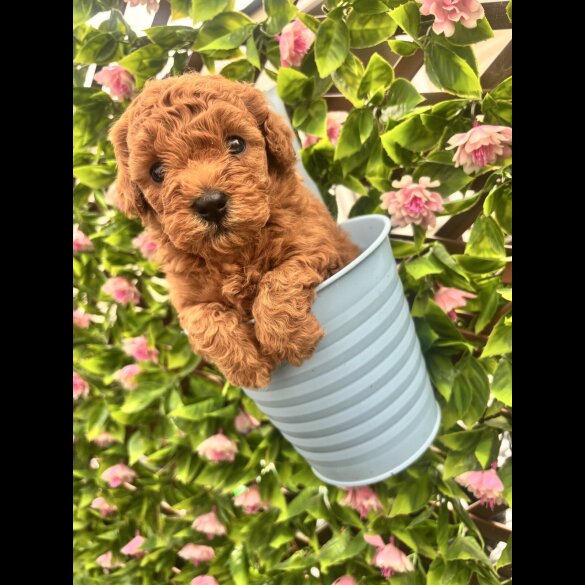 Maltipoo - Both