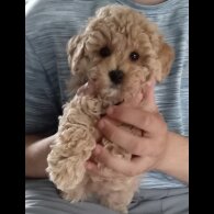 Maltipoo - Both