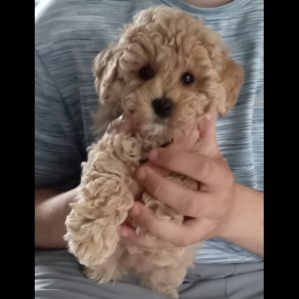 Maltipoo - Both