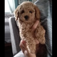 Maltipoo - Both