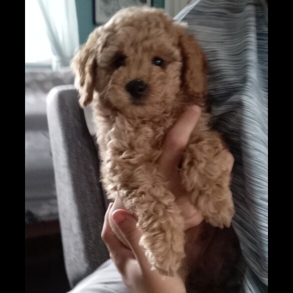 Maltipoo - Both