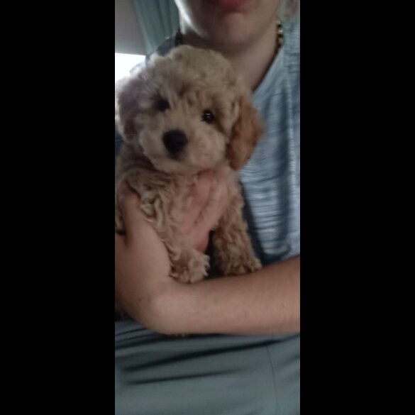 Maltipoo - Both