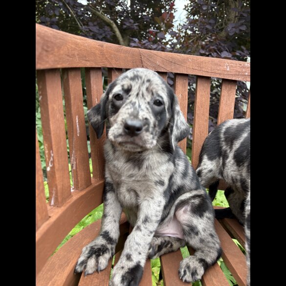 Golden Retriever - Both
