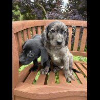 Golden Retriever - Both