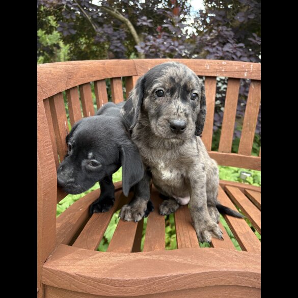 Golden Retriever - Both