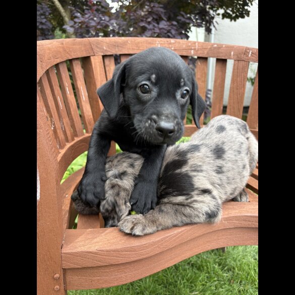 Golden Retriever - Both