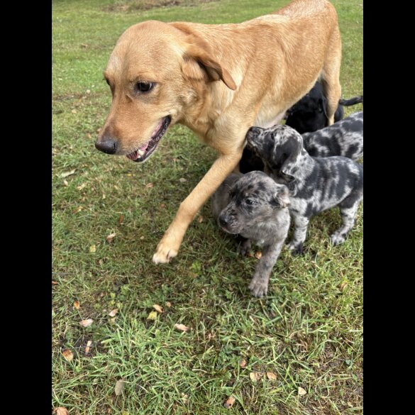 Golden Retriever - Both