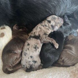 Cocker Spaniel (Working &amp; Show) - Both