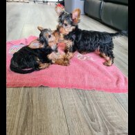 Yorkshire Terrier - Both