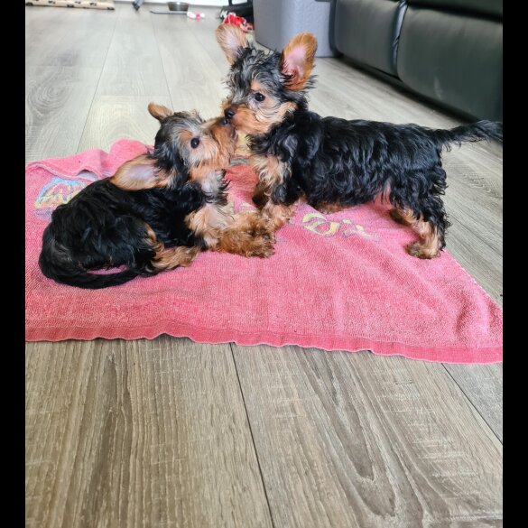 Yorkshire Terrier - Both