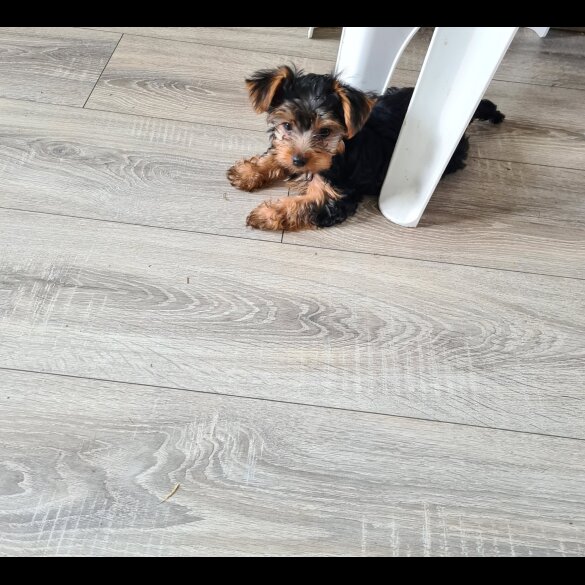 Yorkshire Terrier - Both