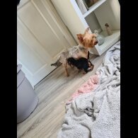 Yorkshire Terrier - Both