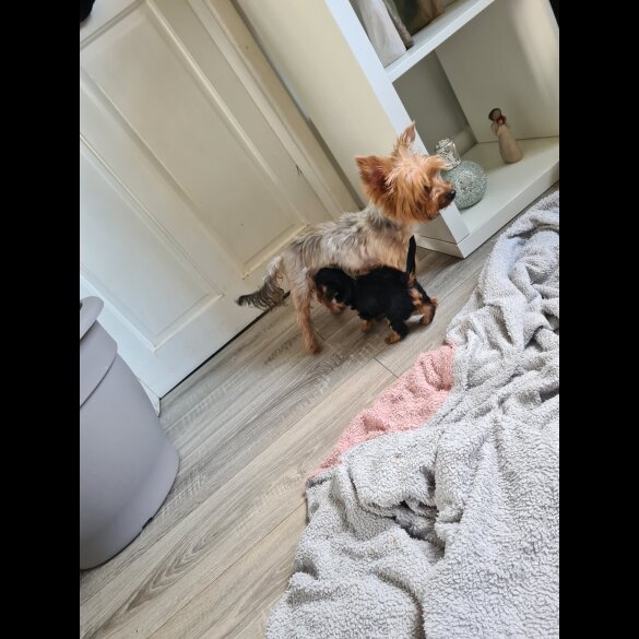 Yorkshire Terrier - Both