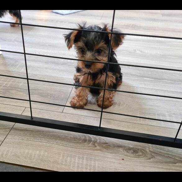 Yorkshire Terrier - Both