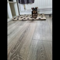 Yorkshire Terrier - Both