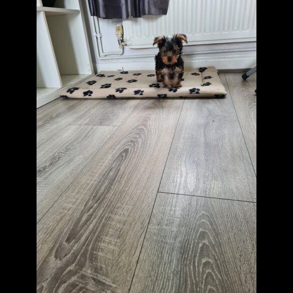 Yorkshire Terrier - Both