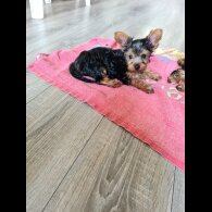 Yorkshire Terrier - Both