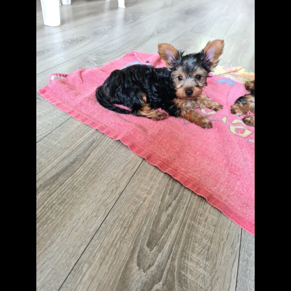 Yorkshire Terrier - Both