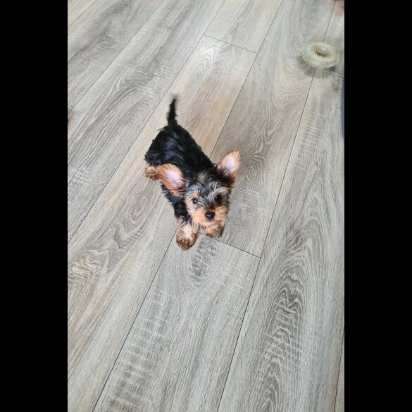Yorkshire Terrier - Both