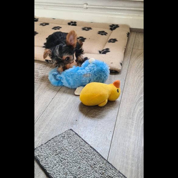 Yorkshire Terrier - Both