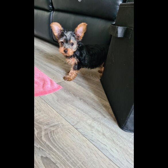 Yorkshire Terrier - Both