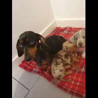 Dachshund (Standard &amp; Miniature) - Both