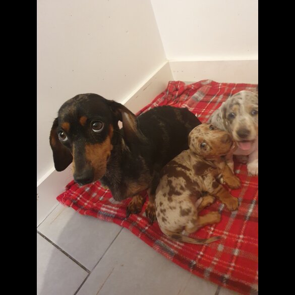 Dachshund (Standard &amp; Miniature) - Both