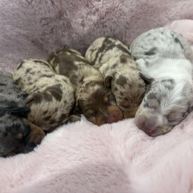 Dachshund (Standard &amp; Miniature) - Both