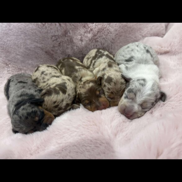 Dachshund (Standard &amp; Miniature) - Both