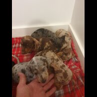 Dachshund (Standard &amp; Miniature) - Both