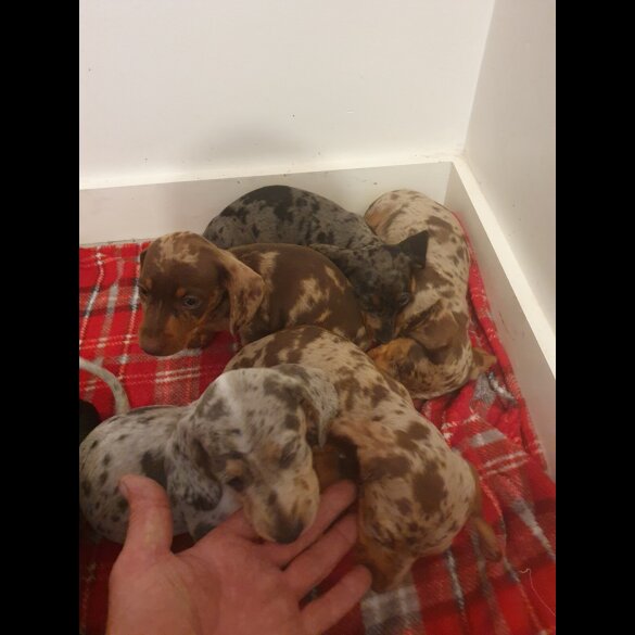Dachshund (Standard &amp; Miniature) - Both