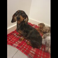 Dachshund (Standard &amp; Miniature) - Both