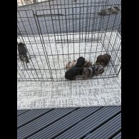 Dachshund (Standard &amp; Miniature) - Both