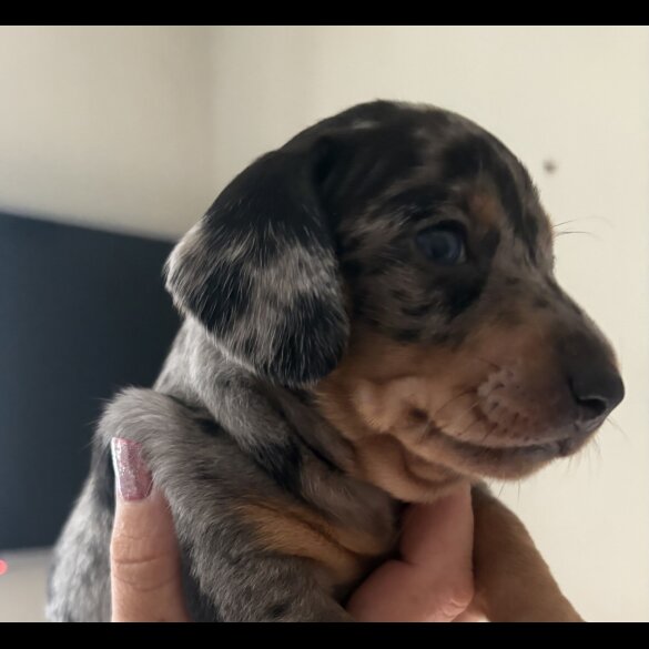 Dachshund (Standard &amp; Miniature) - Both